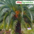 Palma królewska daktylowiec kanaryjski nasiona 3g - VILMORIN