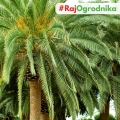 Palma królewska daktylowiec kanaryjski nasiona 3g - VILMORIN