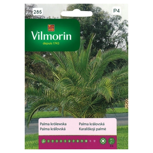 Palma królewska daktylowiec kanaryjski nasiona 3g - VILMORIN