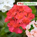 Pelargonia rabatowa mieszanka nasiona 10szt. - VILMORIN
