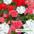 Pelargonia rabatowa mieszanka nasiona 10szt. - VILMORIN