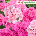 Pelargonia rabatowa różowa nasiona 10szt. - VILMORIN