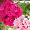 Pelargonia rabatowa różowa nasiona 10szt. - VILMORIN