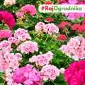 Pelargonia rabatowa różowa nasiona 10szt. - VILMORIN