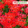 Pelargonia Zwisająca czerwona nasiona 7szt. - VILMORIN