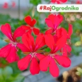 Pelargonia Zwisająca czerwona nasiona 7szt. - VILMORIN