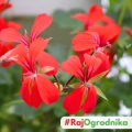 Pelargonia Zwisająca czerwona nasiona 7szt. - VILMORIN
