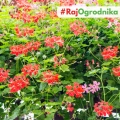 Pelargonia Zwisająca czerwona nasiona 7szt. - VILMORIN