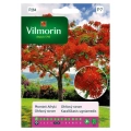 Płomień Afryki intensywnie kwitnące drzewa nasiona 4g - VILMORIN