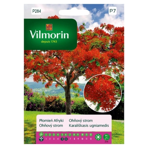 Płomień Afryki intensywnie kwitnące drzewa nasiona 4g - VILMORIN