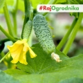 Ogórek gruntowy Hela F1 otoczkowany nasiona 50szt. - VILMORIN