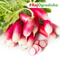 Rzodkiewka Famboyant 2 otoczkowana nasiona 300 szt. - VILMORIN