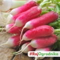 Rzodkiewka Famboyant 2 otoczkowana nasiona 300 szt. - VILMORIN