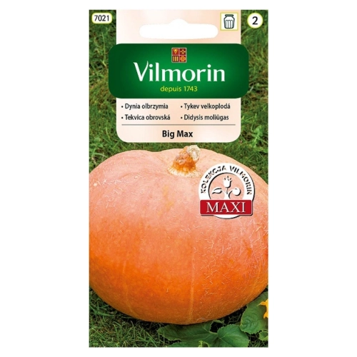 Dynia Olbrzymia Big Max nasiona 3 g - VILMORIN