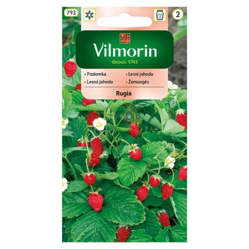 Poziomka Rugia nasiona 0,2g - VILMORIN