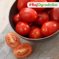 Pomidor gruntowy Malinowy Kapturek nasiona 0,3g - TORAF