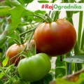 Pomidor Noire De Crimee "Czarny Książe" gruntowy wysoki nasiona 0,2g - POLAN