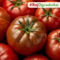Pomidor Noire De Crimee "Czarny Książe" gruntowy wysoki nasiona 0,2g - POLAN