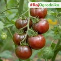 Pomidor Noire De Crimee "Czarny Książe" gruntowy wysoki nasiona 0,2g - POLAN