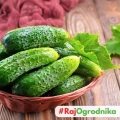 Ogórek konserwowy Octopus F1 nasiona 1,5g - PlantiCo