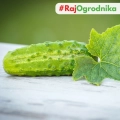 Ogórek konserwowy Octopus F1 nasiona 1,5g - PlantiCo
