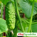 Ogórek konserwowy Octopus F1 nasiona 1,5g - PlantiCo