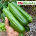 Ogórek sałatkowy Orion nasiona 1g - Spójnia