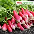 Rzodkiewka Opolanka nasiona 10g - TORAF