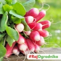 Rzodkiewka Opolanka nasiona 10g - TORAF