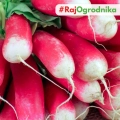 Rzodkiewka Opolanka nasiona 10g - TORAF
