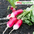 Rzodkiewka Opolanka nasiona 10g - TORAF
