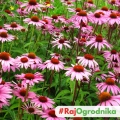 Rudbekia purpurowo-różowa nasiona 0,5g - TORSEED