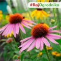 Rudbekia purpurowo-różowa nasiona 0,5g - TORSEED