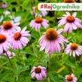 Rudbekia purpurowo-różowa nasiona 0,5g - TORSEED