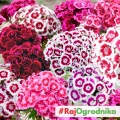Goździk brodaty MIX naparstnica 0,5g - PlantiCo