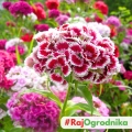 Goździk brodaty MIX naparstnica 0,5g - PlantiCo