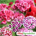 Goździk brodaty MIX naparstnica 0,5g - PlantiCo