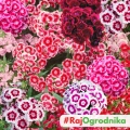Goździk brodaty MIX naparstnica 0,5g - PlantiCo