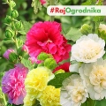 Malwa ogrodowa o kwiatach pełnych MIX nasiona 1g - PlantiCo