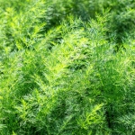Koper Monarch nasiona 500g - PlantiCo