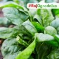 Szpinak Olbrzym Zimowy nasiona 100g - PlantiCo