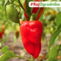 Papryka Rubinova słodka nasiona 0,5g - VILMORIN
