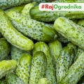 Ogórek gruntowy Nadusha F1 nasiona 1g - TORAF