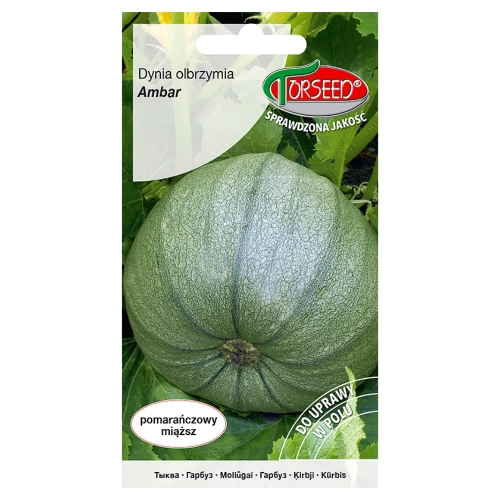 Dynia olbrzymia Ambar nasiona 3g - TORSEED