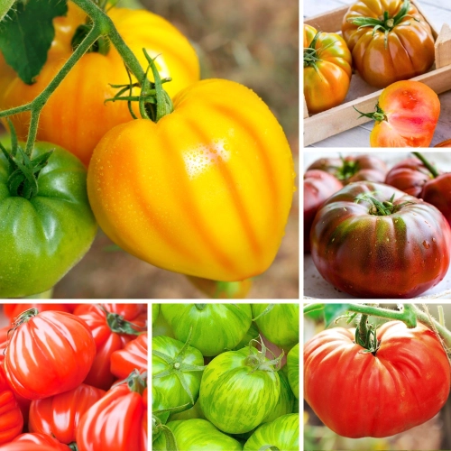 Zestaw nasion pomidorów 6 sprawdzonych TOP odmian do szklarni i gruntu