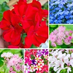 Zestaw kwiatów balkonowych 5 odmian o długim kwitnieniu NR3