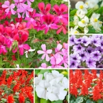 Zestaw kwiatów do donic i skrzynek 5 odmian balkonowych NR4