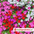 Zestaw kwiatów balkonowych 5 odmian o obfitym kwitnieniu NR2