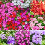 Zestaw kwiatów balkonowych 5 odmian o obfitym kwitnieniu NR2