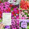Zestaw kwiatów balkonowych 5 odmian o obfitym kwitnieniu NR2
